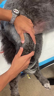 Positive cranial drawer sign indicating CCL rupture