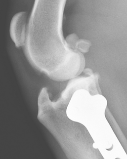 Surgical repair technique for cranial cruciate ligament disease