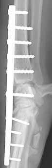 Lateral view of pancarpal arthrodesis with plate and screws