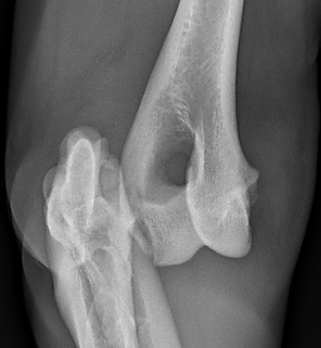 A dislocated elbow in a dog.