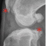 Arthritic changes in the stifle over time